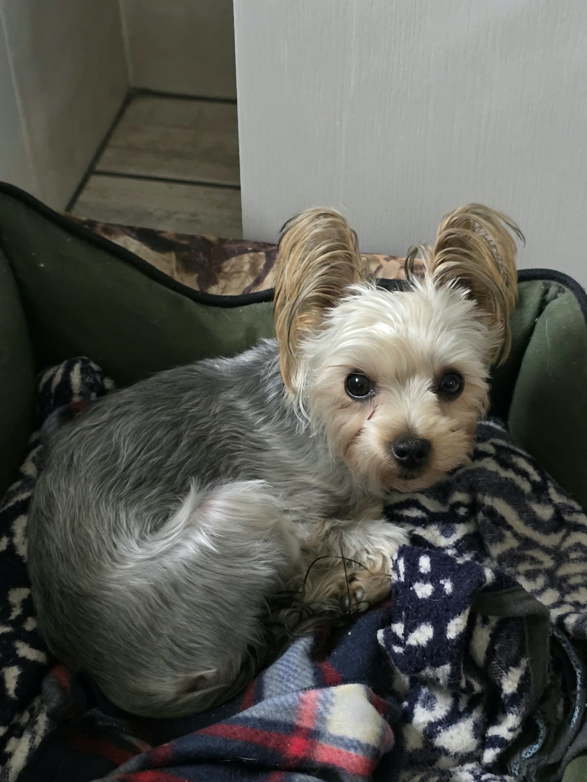 Lilly missing Yorkshire Terrier in Selection Park, Springs, Gauteng