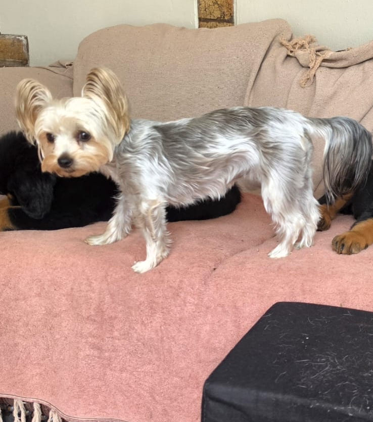 Lilly missing Yorkshire Terrier in Selection Park, Springs, Gauteng