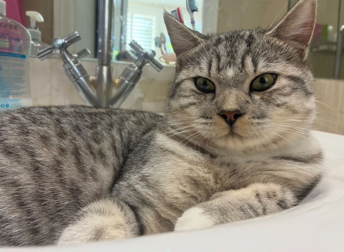 Oreo Chatloulou silver-grey tabby cat from Fulham, London
