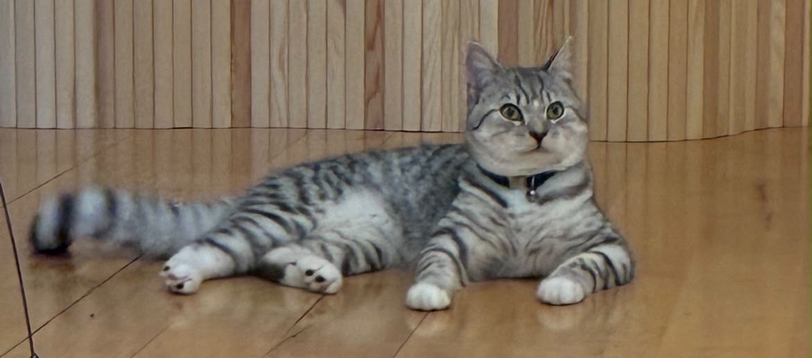 Oreo Chatloulou silver-grey tabby cat from Fulham, London