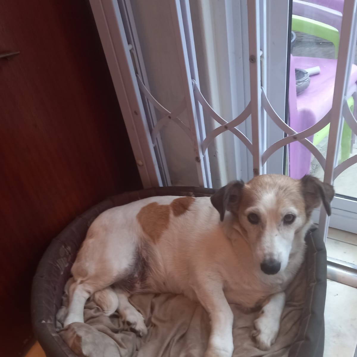 Snookie missing white and tan Jack Russell in Struisbult, Springs, Gauteng