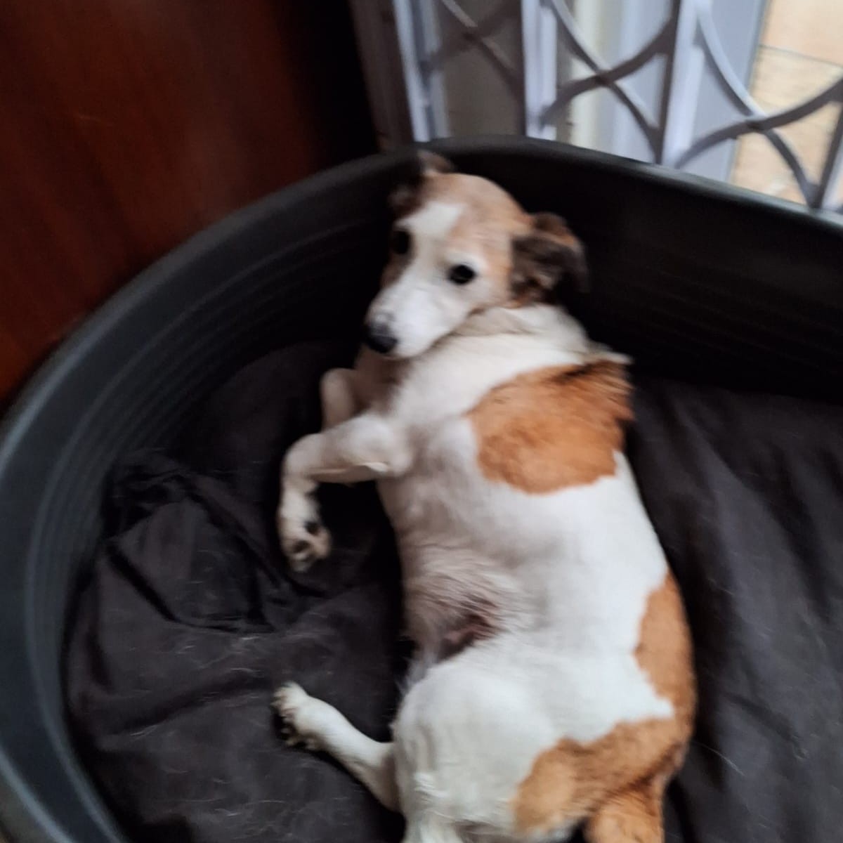 Snookie missing white and tan Jack Russell in Struisbult, Springs, Gauteng