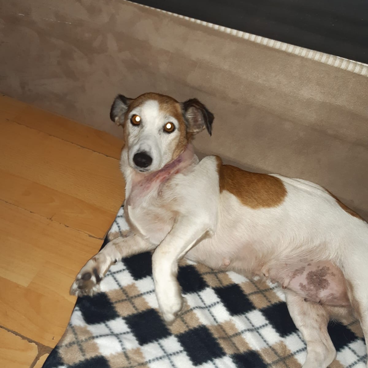 Snookie missing white and tan Jack Russell in Struisbult, Springs, Gauteng
