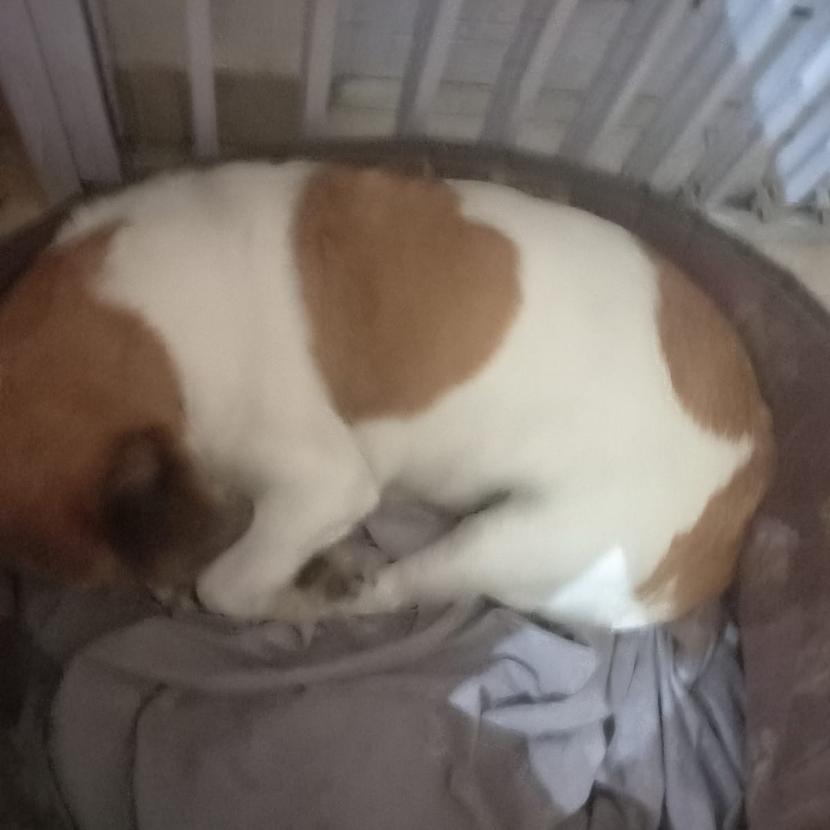Snookie missing white and tan Jack Russell in Struisbult, Springs, Gauteng